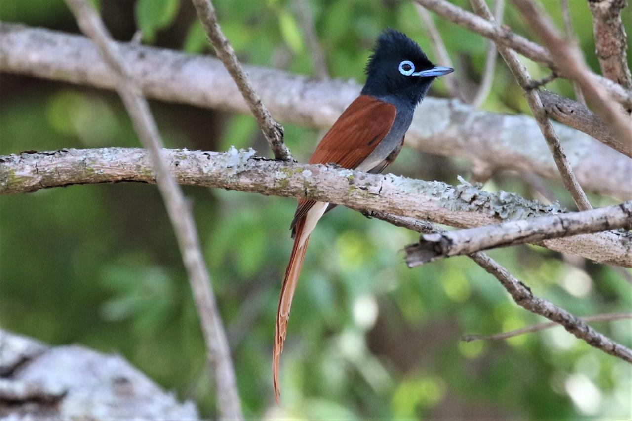 Birds Babble Self Catering Hotell Mbombela Exteriör bild