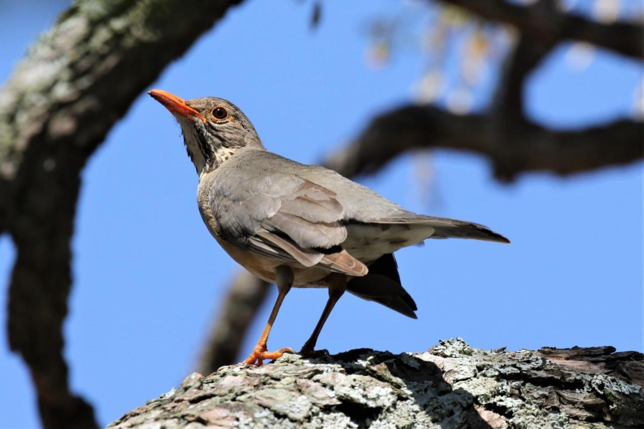 Birds Babble Self Catering Hotell Mbombela Exteriör bild