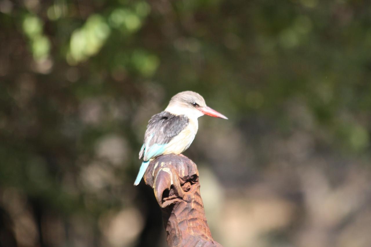 Birds Babble Self Catering Hotell Mbombela Exteriör bild